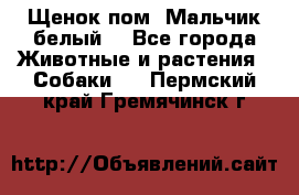 Щенок пом. Мальчик белый  - Все города Животные и растения » Собаки   . Пермский край,Гремячинск г.